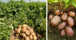 एक कठ्ठा जग्गामै ‘बाह्र क्विन्टल’ आलु