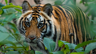 घाँस काट्न गएका पदमबहादुरको बाघको आक्रमणबाट मृत्यु