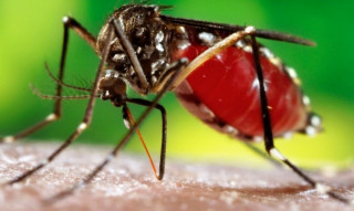 प्राणघातक जापानिज इन्सेफलाइटिसबाट जोगिन सरकारको आग्रह