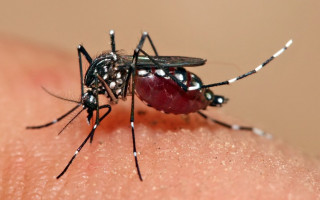 जापानिज इन्सेफलाइटिसको संक्रमणबाट दुई महिनामा ४ जनाको मृत्यु