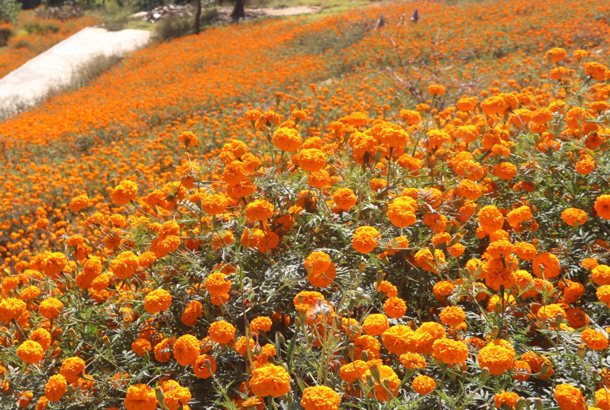 सामूहिक सयपत्री फूलखेतीमा महिला