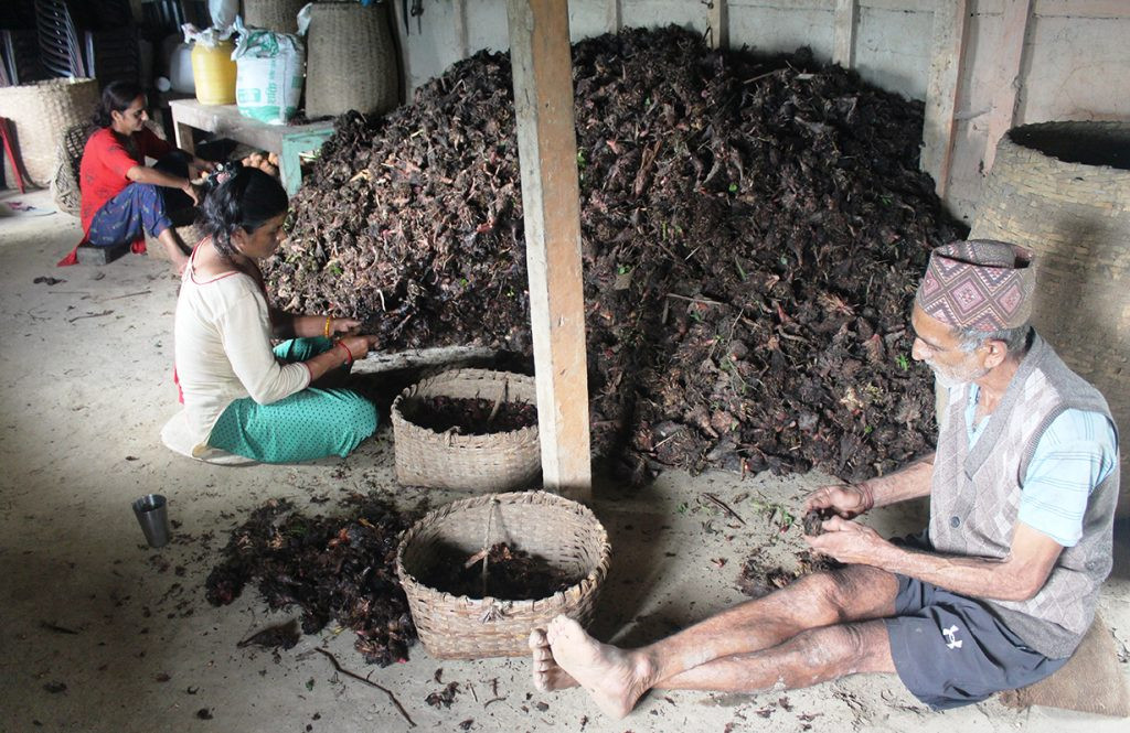 अलैँचीको मूल्य प्रतिमन एक लाख नाघ्यो