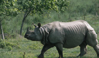 बजेट अभावमा रोकियो गैँडा गणना