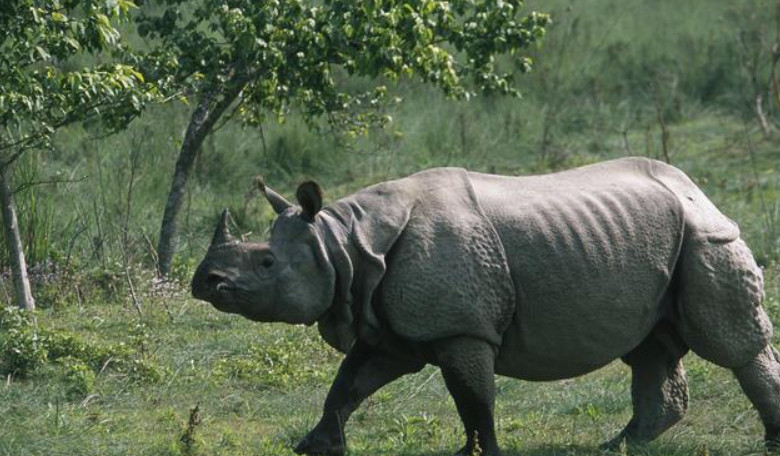 बजेट अभावमा रोकियो गैँडा गणना