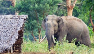 कोशीमा दुई दशकमा हात्तीको आक्रमणबाट ९७ जनाको मृत्यु