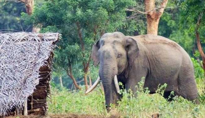 कोशीमा दुई दशकमा हात्तीको आक्रमणबाट ९७ जनाको मृत्यु