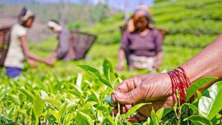 सुरु भयो चियाको पहिलो टिपाइ