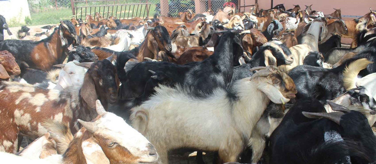 खाद्यले खसीबोका बिक्री नगर्ने, अनलाइनमार्फत बुकिङ रकम उपभोक्तालाई फिर्ता गरिँदै