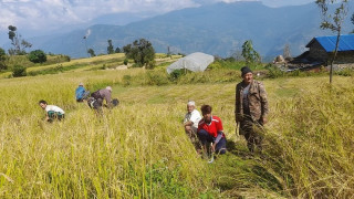 बेमौसमी वर्षाले गोरखाको धानबालीमा क्षति