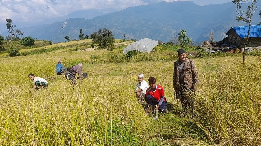 बेमौसमी वर्षाले गोरखाको धानबालीमा क्षति