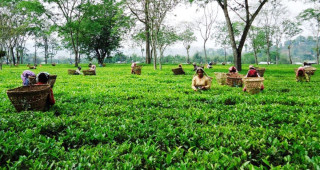चिया बगानका श्रमिकको न्यूनतम पारिश्रमिक मासिक १५ हजार ६९९ रूपैयाँ