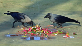 आज कार्तिक कृष्ण त्रयोदशी : कागतिहार
