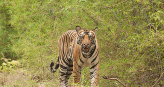 तनहुँमा चितुवाको आक्रमणबाट ६ वर्षीय बालकको मृत्यु