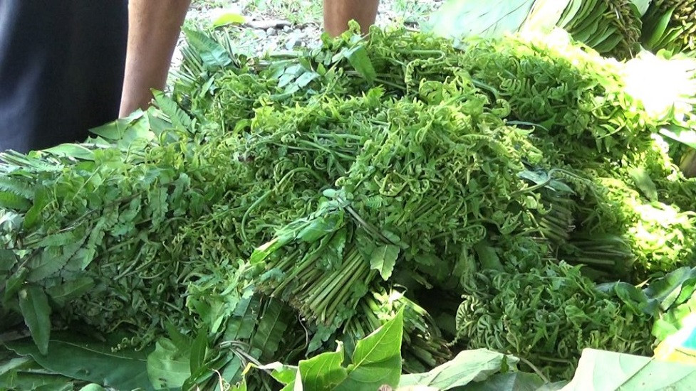 आज निगुरोको मूल्य किलोको १००, अरू कुन तरकारीको भाउ कति ?