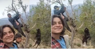 कुकुरलाई झुड्याएर तड्पाउँदै यसरी मारियो
