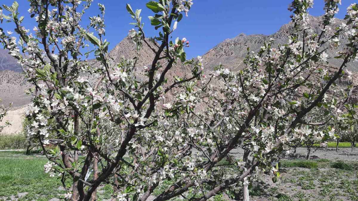 वर्षातले फूल्न लागेका स्याउका बोटमा असर, उत्पादन घट्ने प्रक्षेपण
