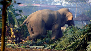 ‘करेन्ट’ लागेर जङ्गली हात्तीको मृत्यु