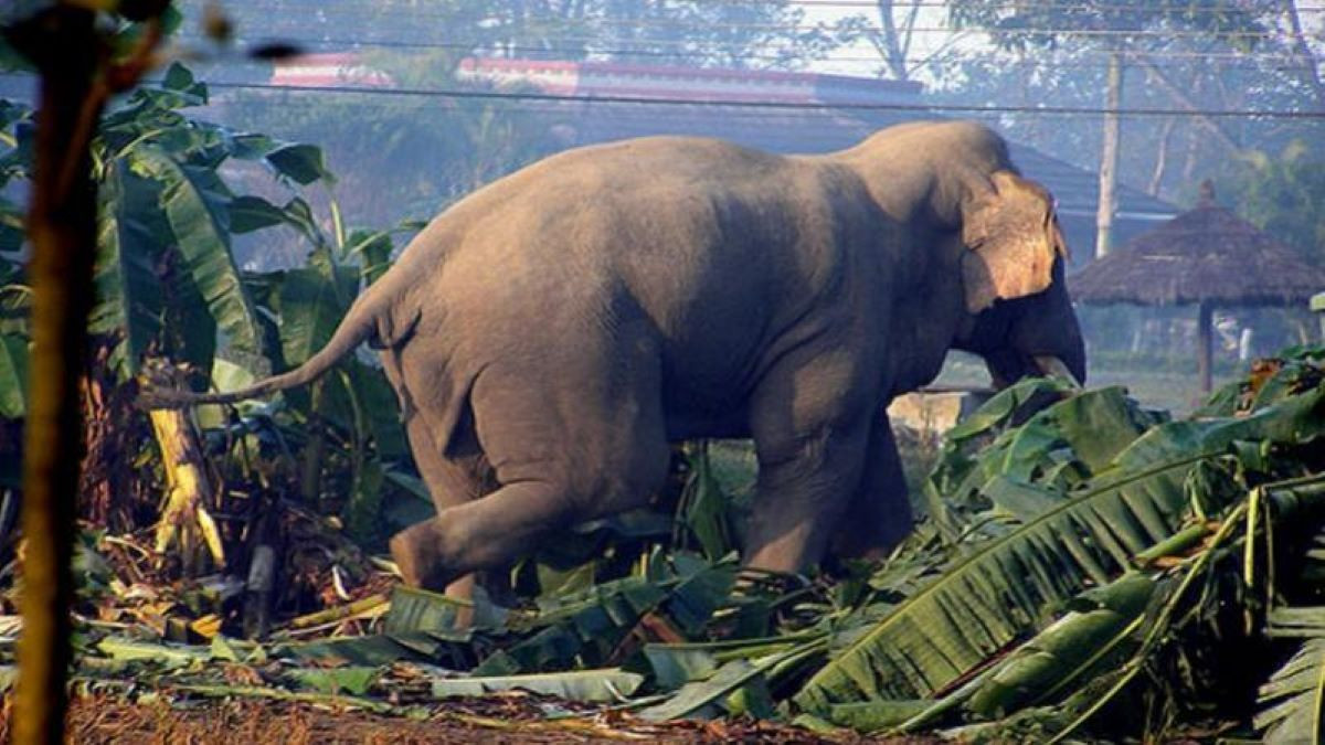 ‘करेन्ट’ लागेर जङ्गली हात्तीको मृत्यु