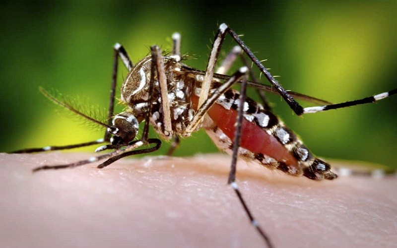 ५५ दिनमै जापानी इन्सेफलाइटिसबाट ९ जनाको मृत्यु, ४६ जना संक्रमित