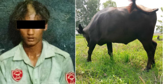 चोरेको भैँसी बेच्न खोज्दै गर्दा एक  युवक पक्राउ