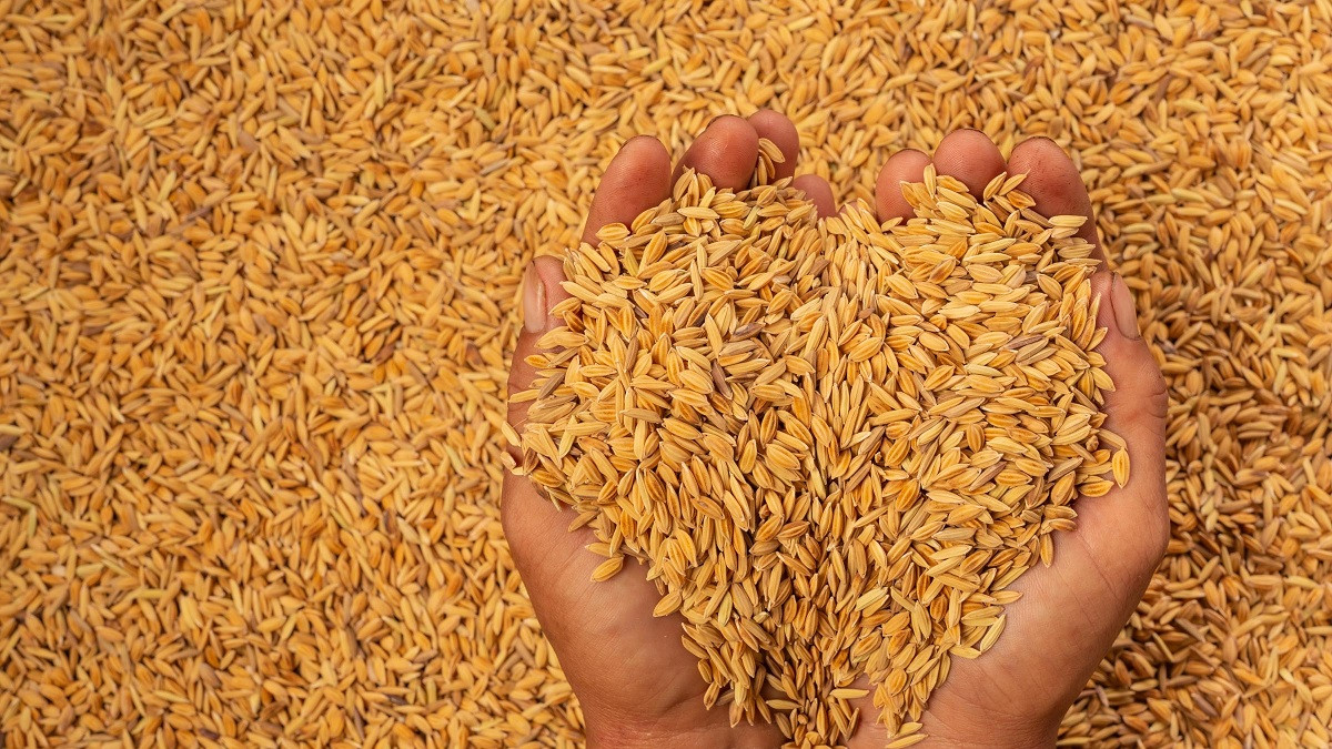 खाद्यले किन्यो लक्ष्यको ७३ प्रतिशत धान