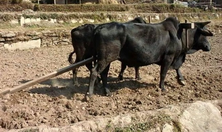 हलगोरु पाल्ने २७५ किसानलाई गाउँपालिकाको अनुदान