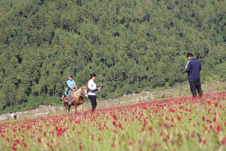 सिकार आरक्ष ढोरपाटनमा घोडा सफारी व्यवसाय फष्टायाे