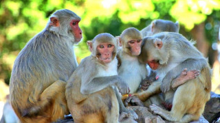 बाँदरको आक्रमणबाट डेढ महिनामा ४० जना घाइते