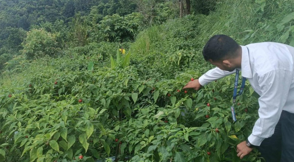 अर्चलेमा २५ जना किसानद्वारा अकबरेखेती