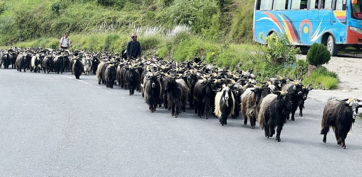 दशैँमा खाद्यले खसी,बोका र च्याङ्ग्रा नबेच्ने