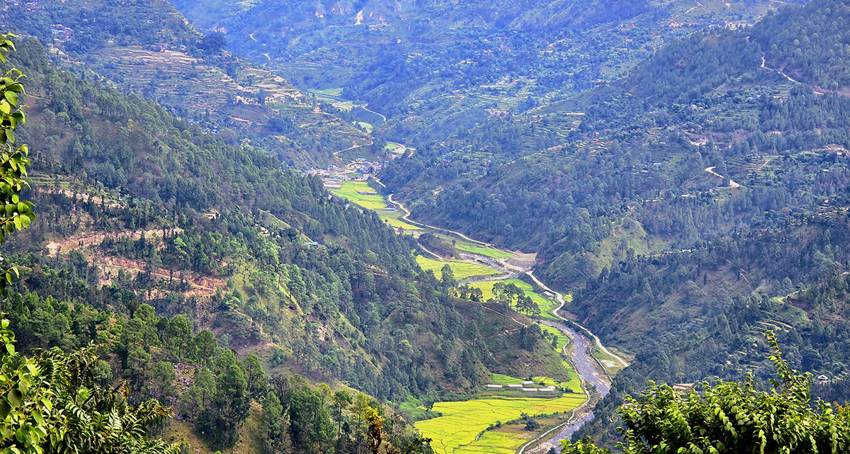 चिंगाड खोला र धानबाली