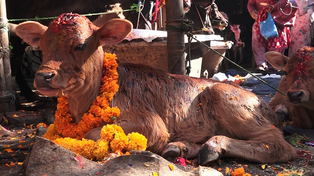 तिहारको पाँचौं दिन : गाई पूजा पनि आजै गरिँदै