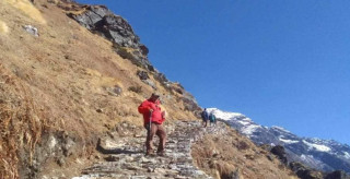 मनास्लु पदमार्गमा ढुंगाले लागेर पर्यटक घाइते